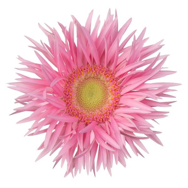 GERMINI SPIDER KAREMBEU | Wholesale Dutch Flowers & Florist Supplies UK