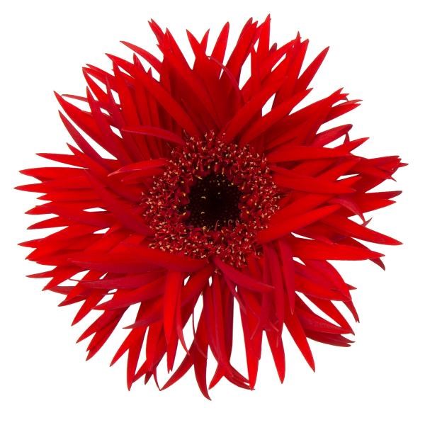 GERMINI SPIDER LARSSON (SECURE BOXED)