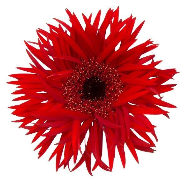 GERMINI SPIDER LARSSON (SECURE BOXED)