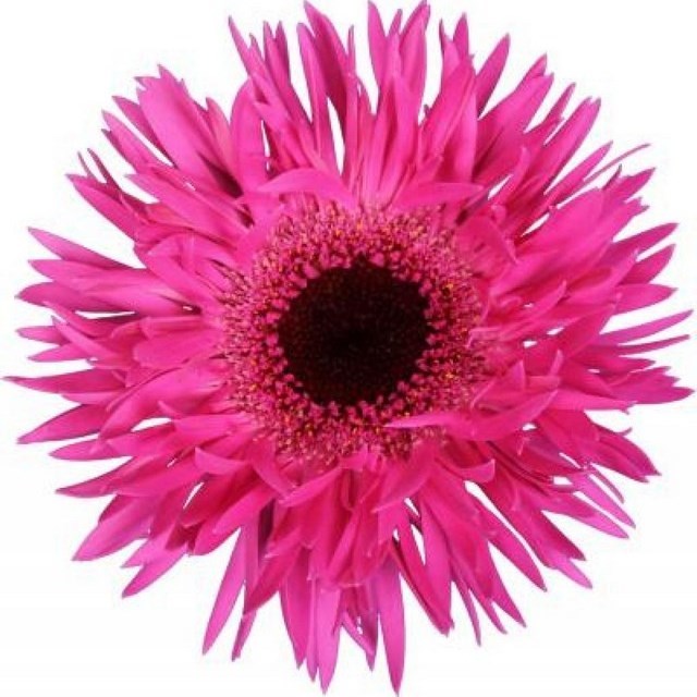 GERMINI SPIDER PUNKI IRMA (SECURE BOXED)