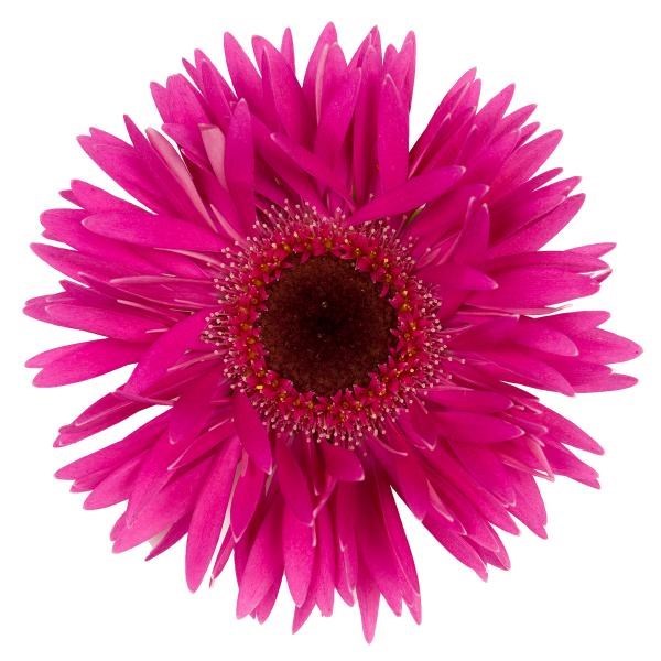 GERMINI SPIDER RISING STAR (SECURE BOXED)