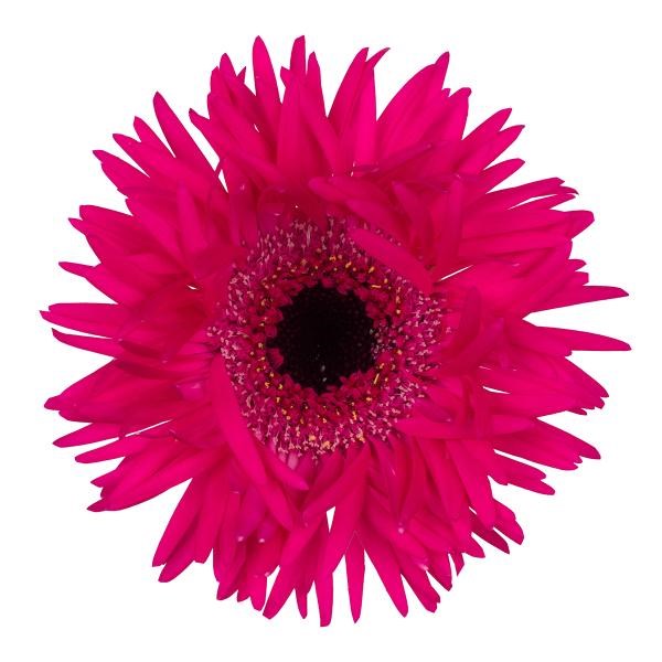 GERMINI SPIDER SPINNER (SECURE BOXED)
