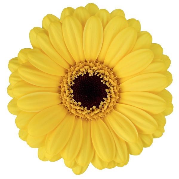 GERMINI SUNSHINE (BUNCHED)