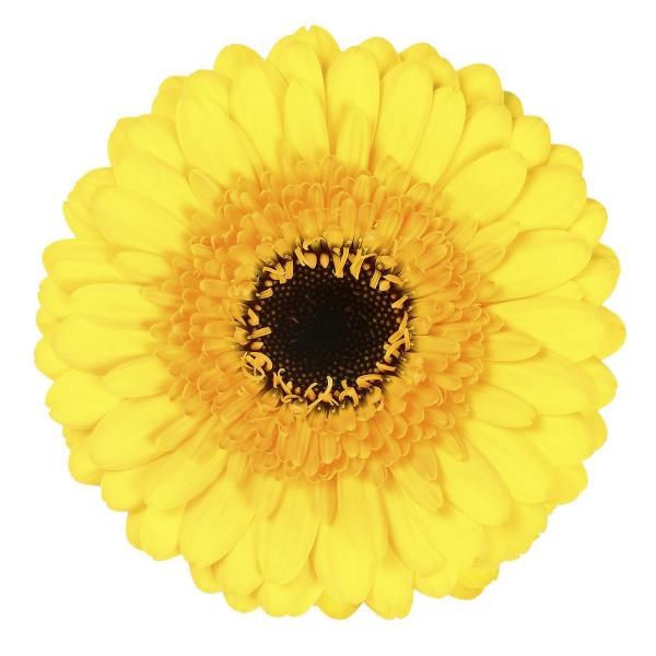 GERMINI TERRA CHANTI (secure boxed)