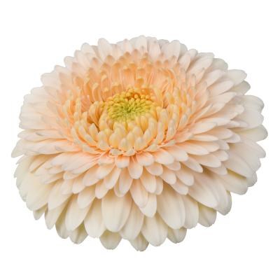 GERMINI TERRA MAGA (SECURE BOXED)
