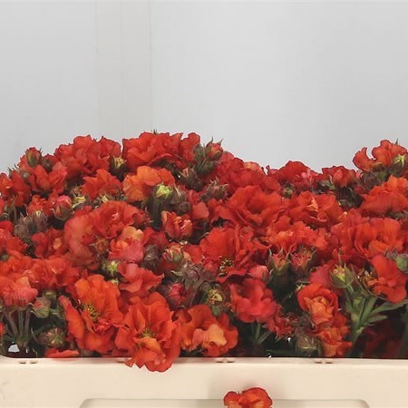 GEUM SCARLET TEMPEST