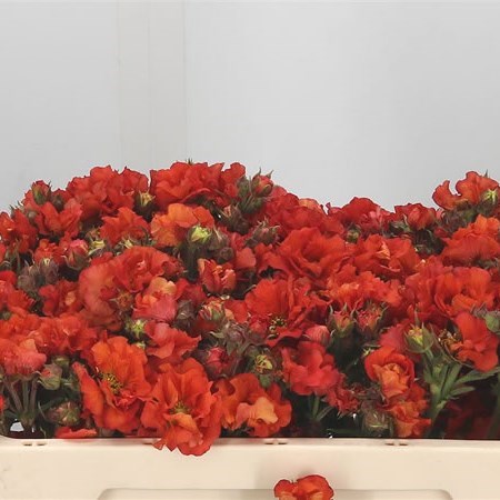 GEUM SCARLET TEMPEST