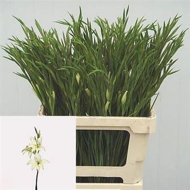 GLADIOLI ALBA (MINI)