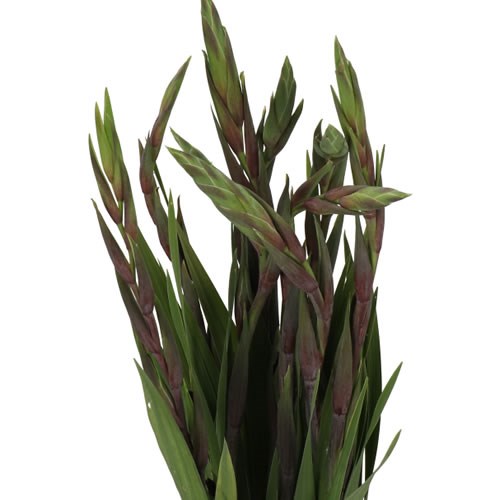 GLADIOLI BLACK STAR