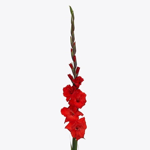 GLADIOLI BUNGA 110cm | Wholesale Dutch Flowers & Florist Supplies UK