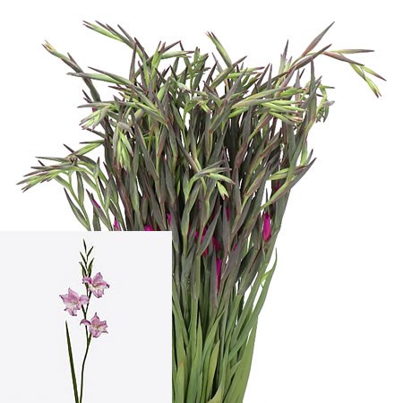 GLADIOLI CHARMING HENRY (MINI)