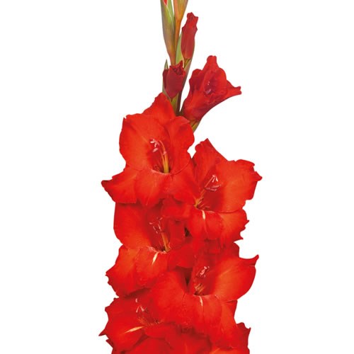 GLADIOLI CHINON