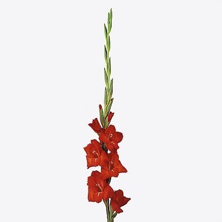 GLADIOLI CHINON