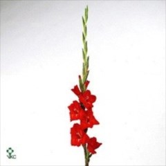 GLADIOLI CHINON