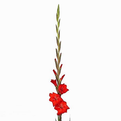 GLADIOLI DVORSJAK
