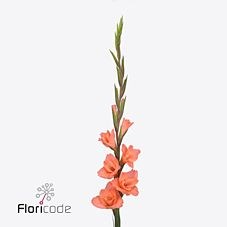 GLADIOLI ECLAIR