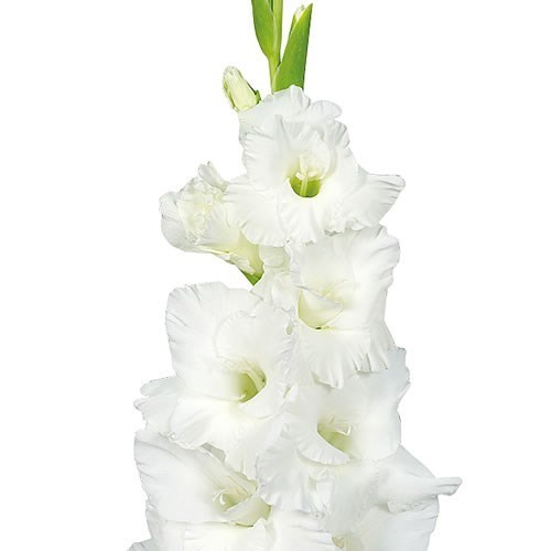 GLADIOLI ESSENTIAL