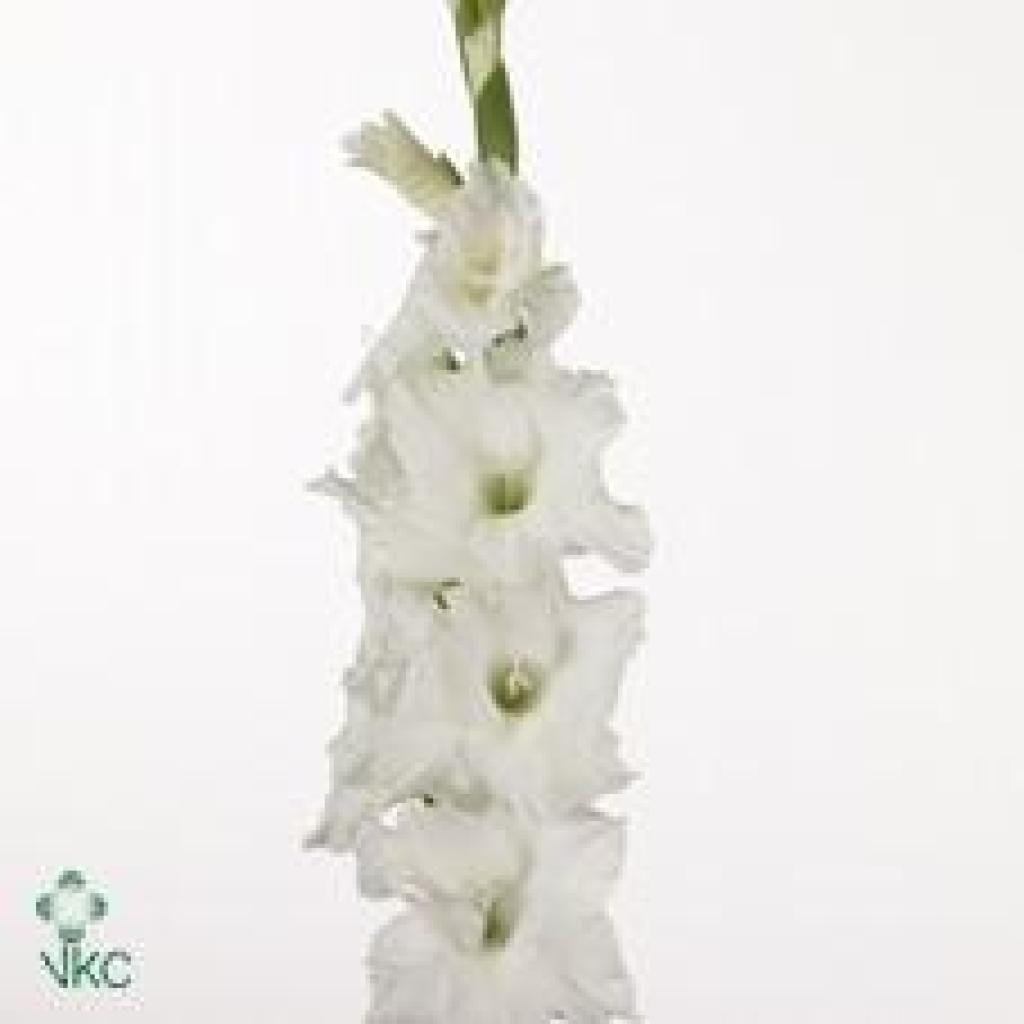 GLADIOLI ESSENTIAL