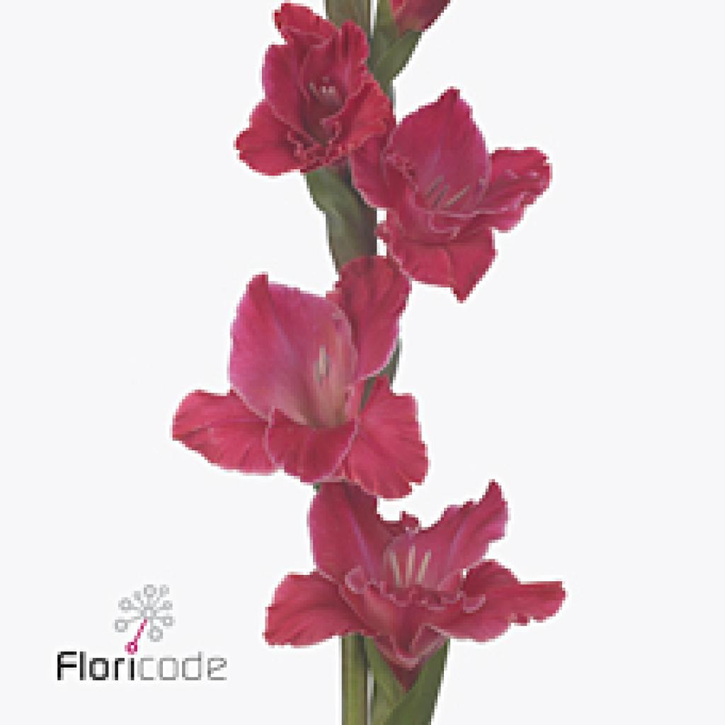 GLADIOLI FAIRYTALE PINK