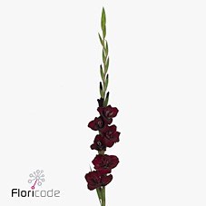 GLADIOLI FAT BOY