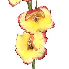 GLADIOLI FLOWERED LAS VEGAS (MINI)