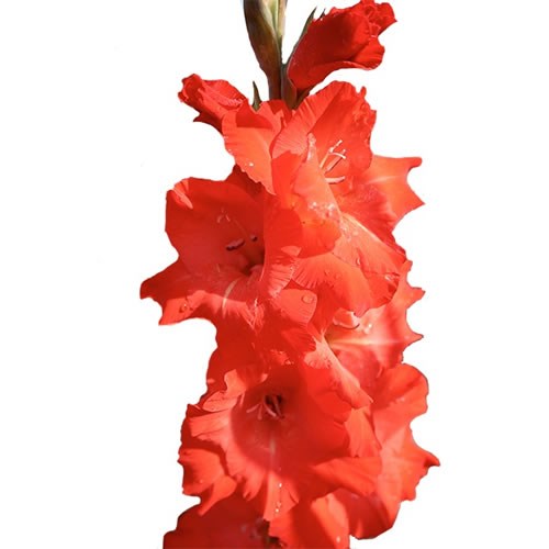 GLADIOLI FOR EVIGT
