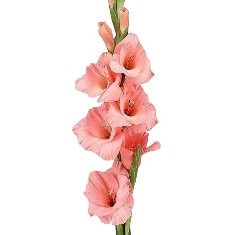 GLADIOLI FORTAROSA