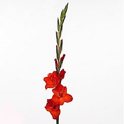 GLADIOLI FORTUNE RED