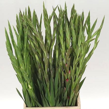 GLADIOLI GLAMINI MIX (COLS WILL VARY)