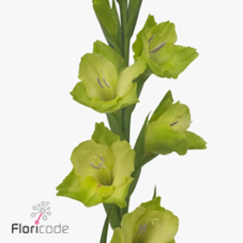GLADIOLI GREEN