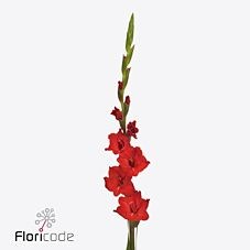 GLADIOLI IL DE FRANCE