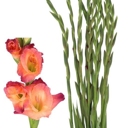 GLADIOLI INDIAN SUMMER