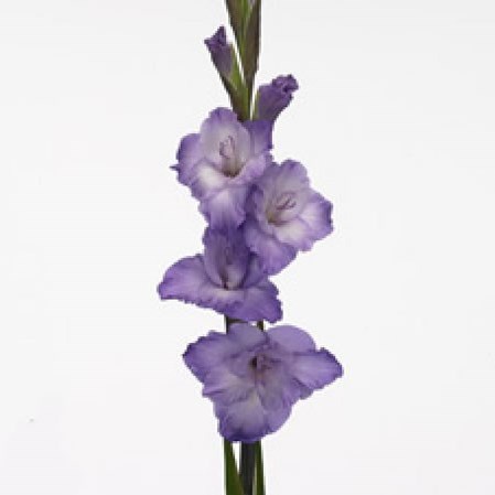 GLADIOLI LILAC