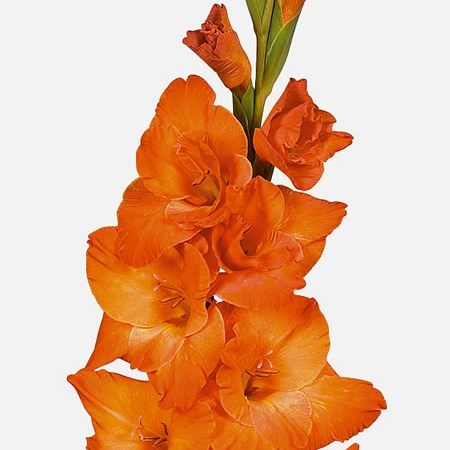 GLADIOLI LIVE OAK