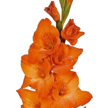 GLADIOLI LIVE OAK