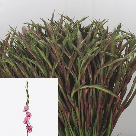 GLADIOLI MINI BIBI