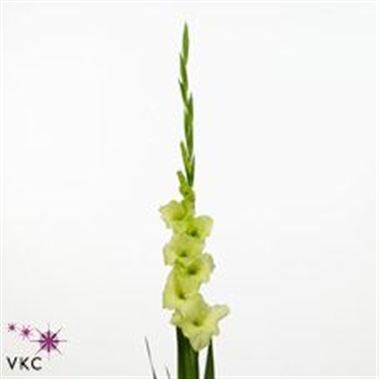 GLADIOLI MISS GREEN