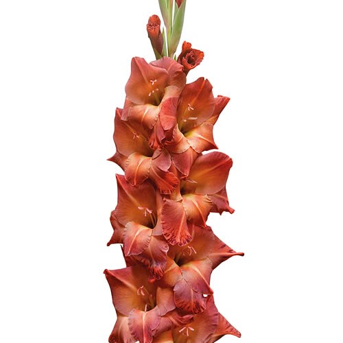 GLADIOLI MOHICAN