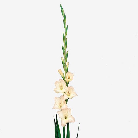 GLADIOLI MON CHER