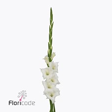 GLADIOLI NOVA ZEMBLA