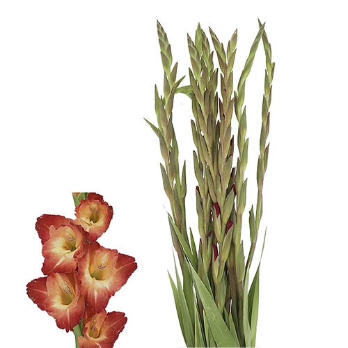 GLADIOLI OCASO