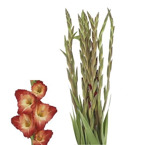 GLADIOLI OCASO