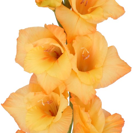 GLADIOLI OVATIE