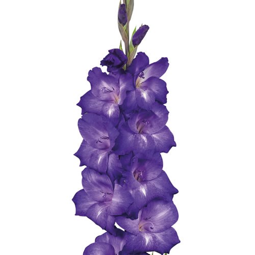 GLADIOLI PERFORMER