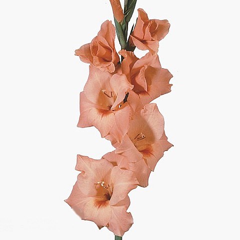 GLADIOLI PETER PEARS