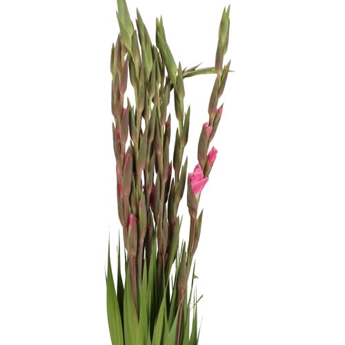 GLADIOLI PINK FLOYD