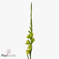 GLADIOLI PRIMA VERDE