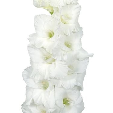 GLADIOLI PURAVIDA