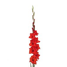 GLADIOLI RED MAGMA