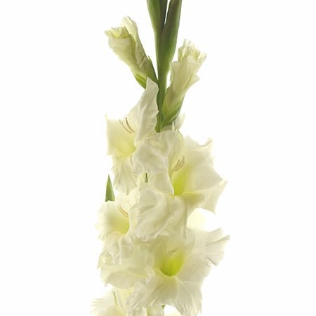 GLADIOLI SERENA